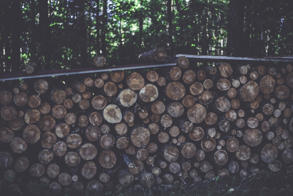 logs surrounded by treelines