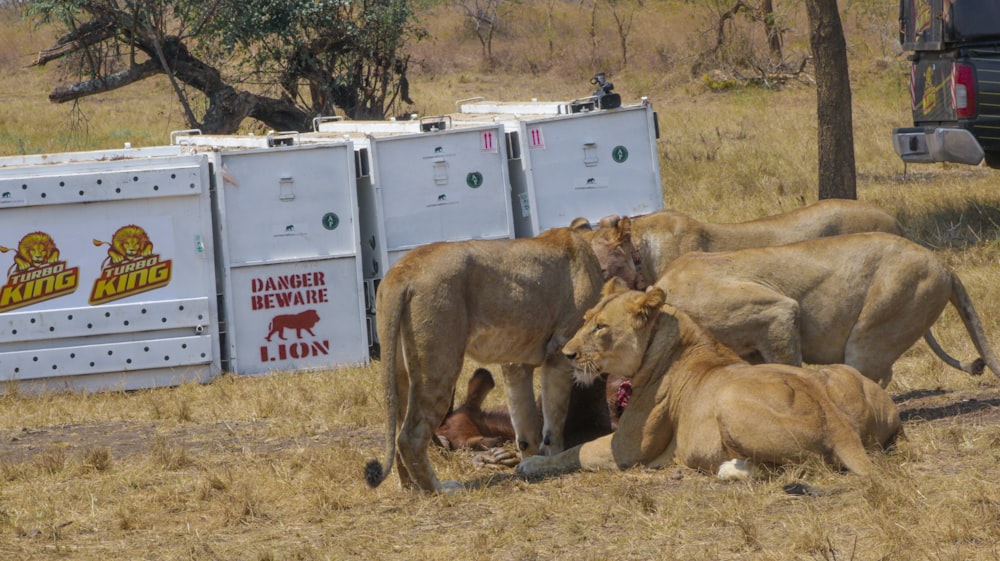 Groupe de lions