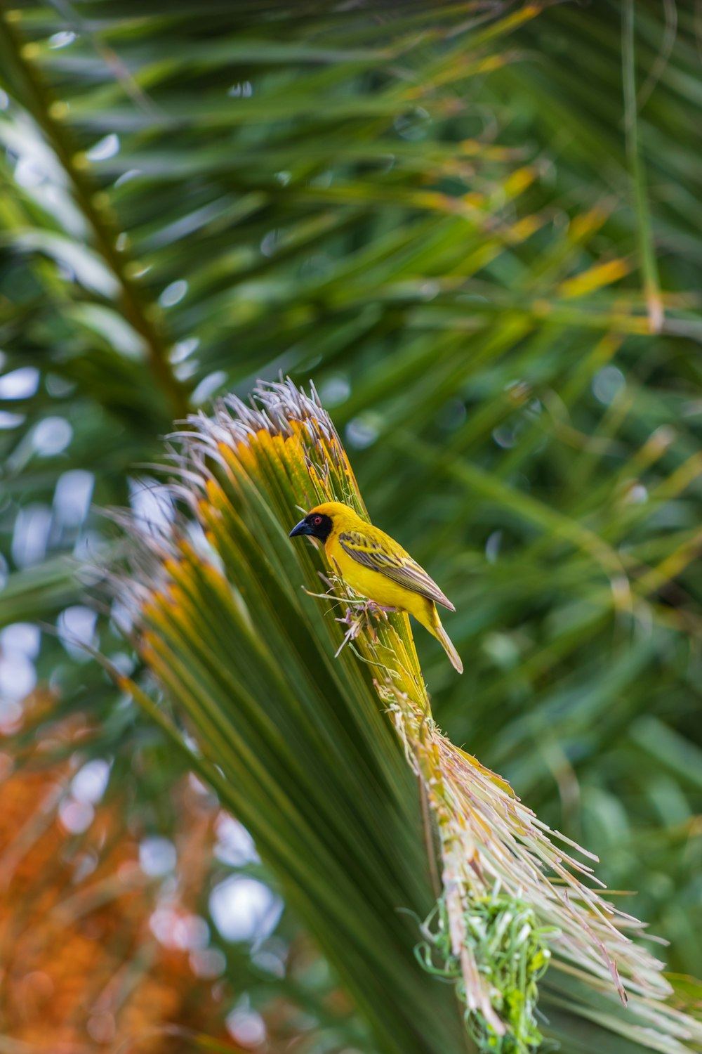 yellow bird perch on green palm tree
