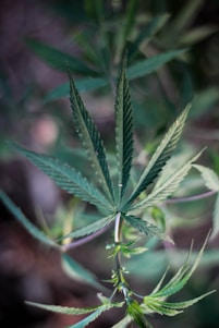 A close-up view of a cannabis plant featuring its distinctive, pointed green leaves which are arranged in a radial pattern. The background is blurred, providing a soft focus to the plant.