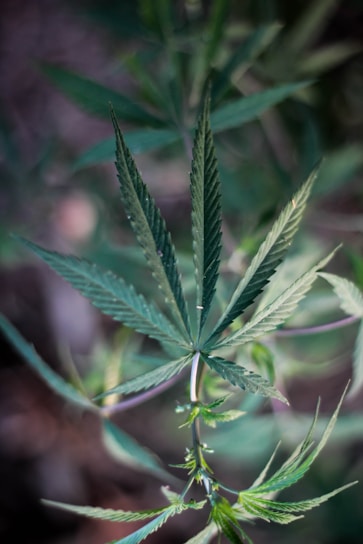 A close-up view of a cannabis plant featuring its distinctive, pointed green leaves which are arranged in a radial pattern. The background is blurred, providing a soft focus to the plant.