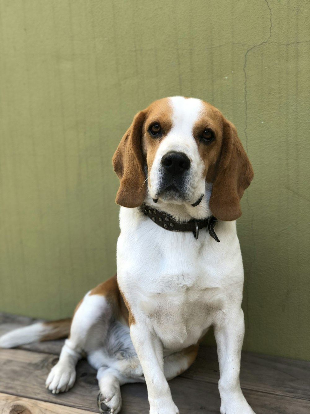 adult white and multi-colored beagle