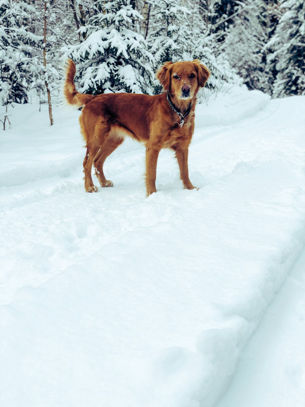 chocolate retriever in filed covered with snow