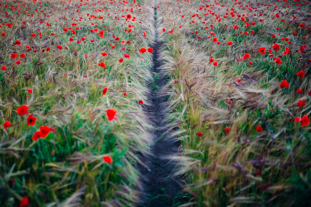 red petaled flower field