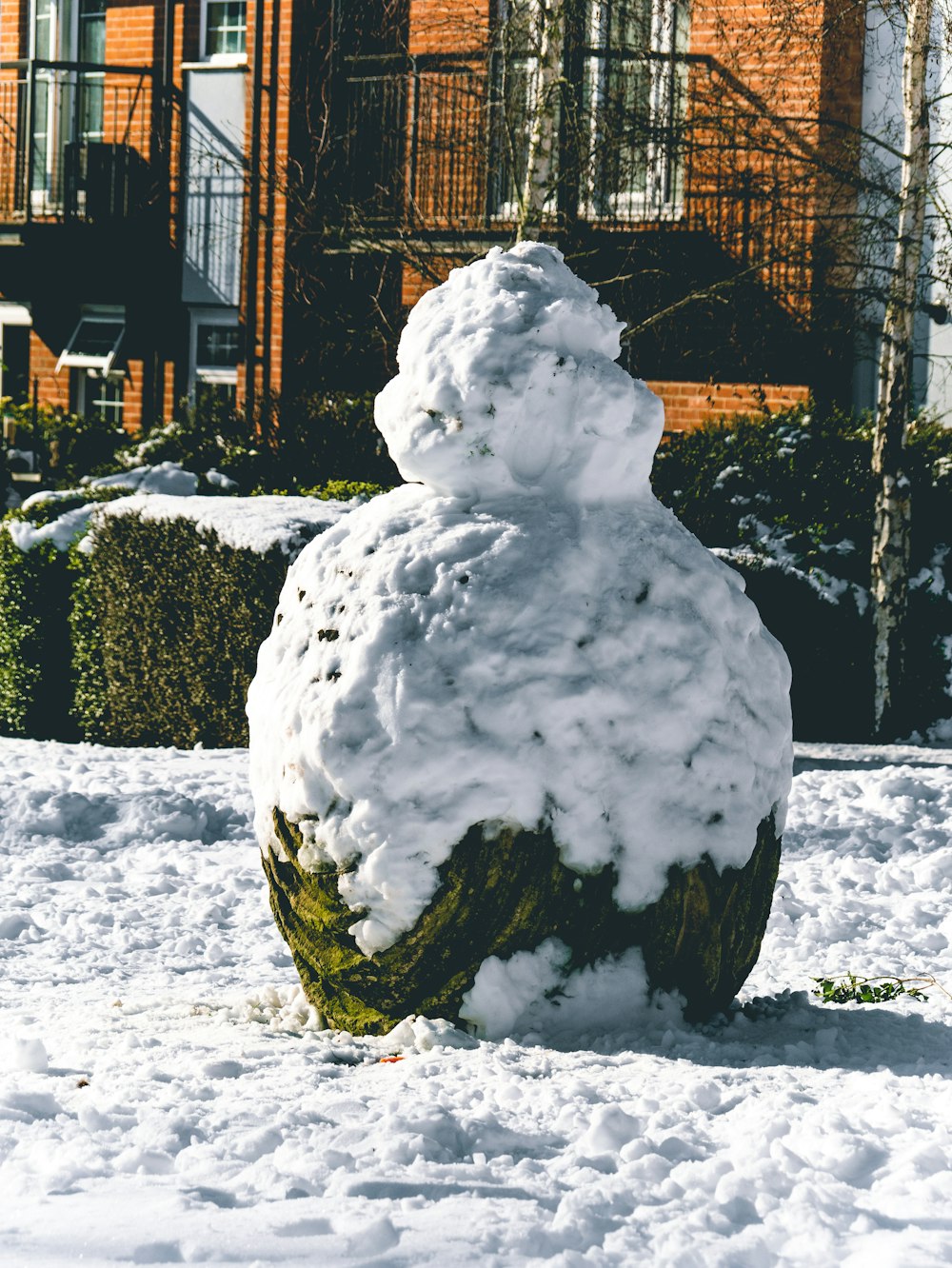 schneebedeckte grüne Pflanze