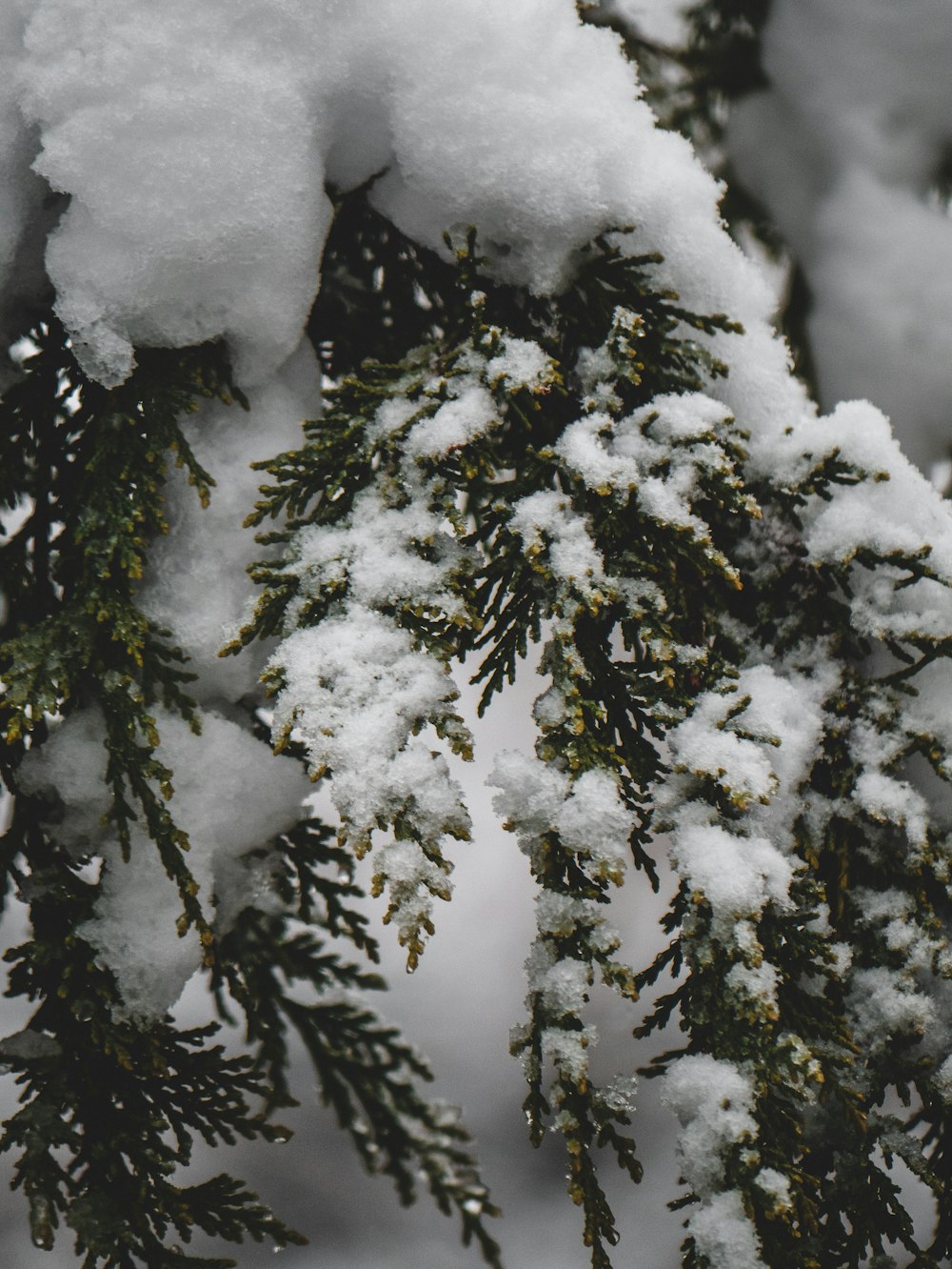 schneebedeckter grünbelaubter Baum