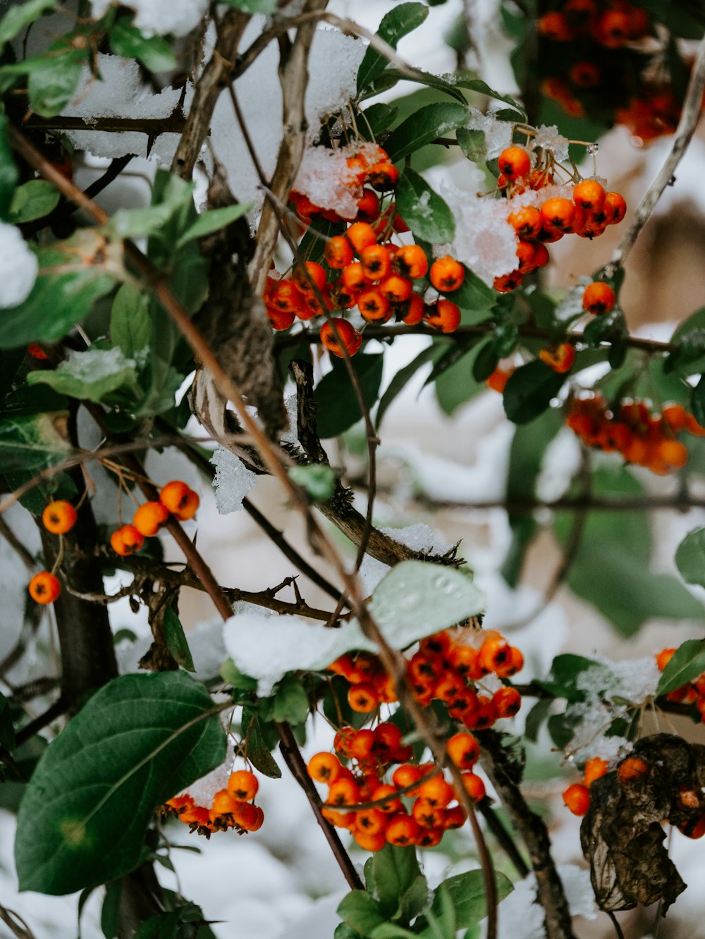 round orange fruit