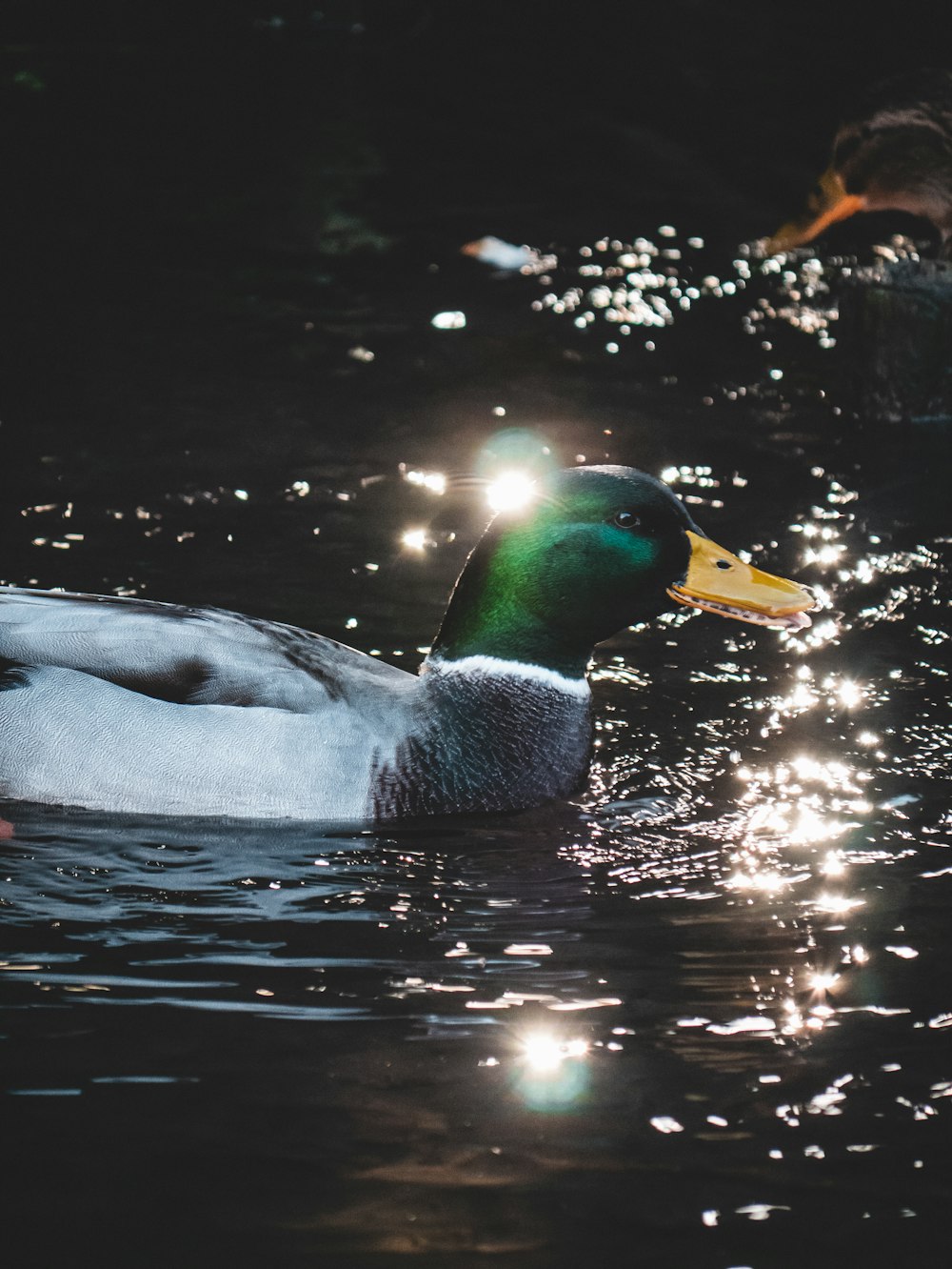white and green mallard duck