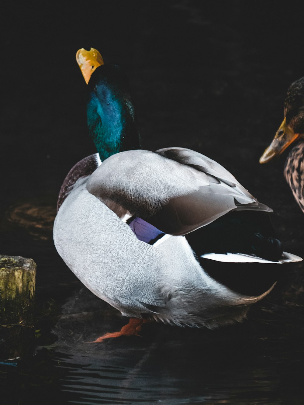 white and green mallard duck