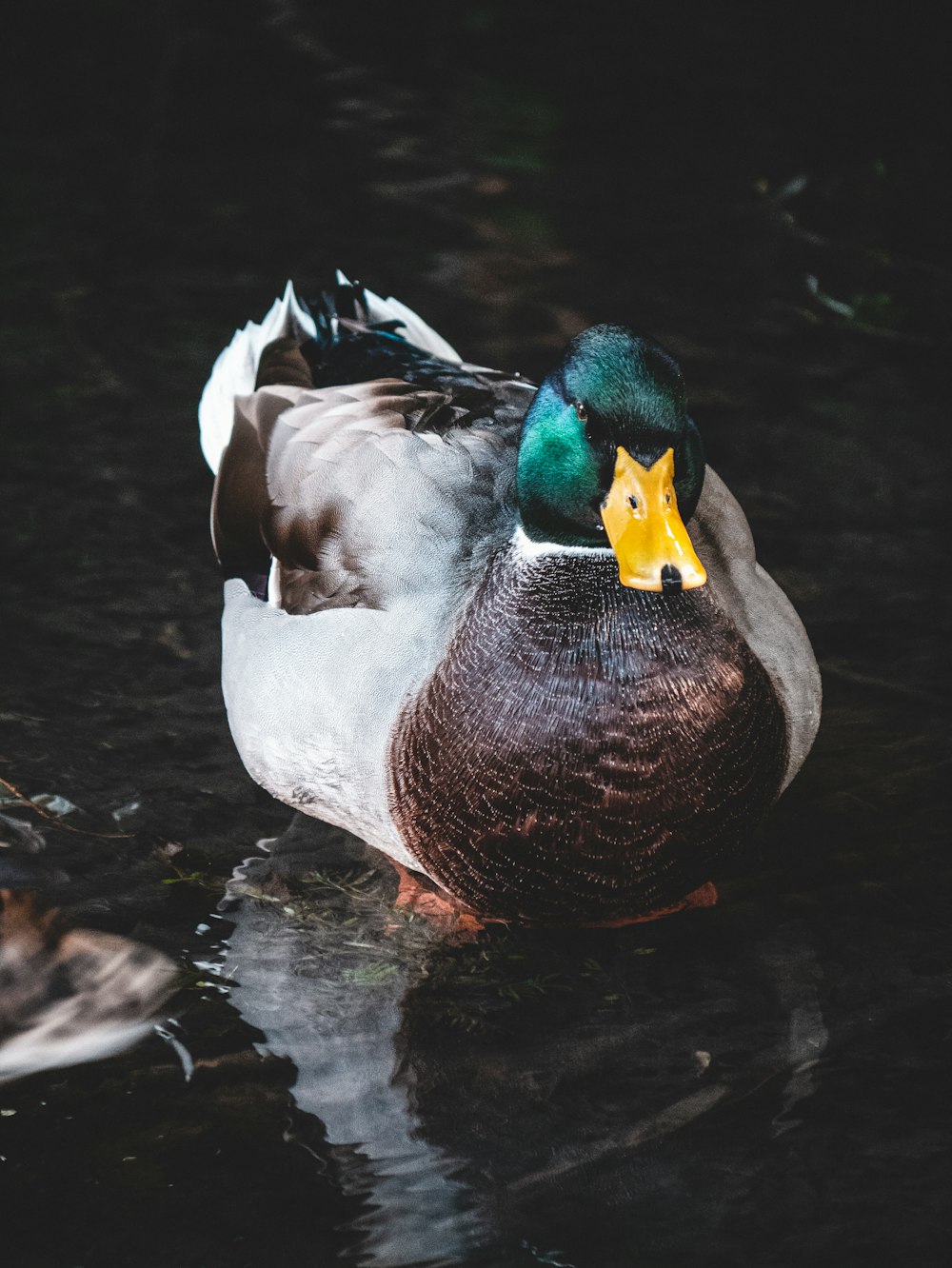 white and black mallard duck