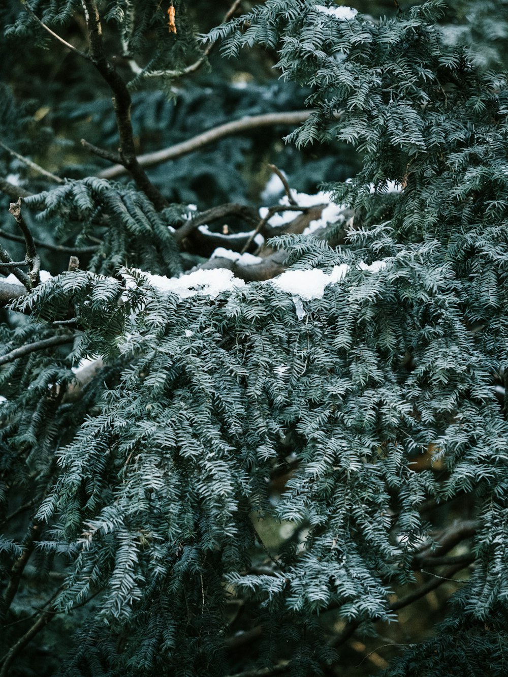 Schneebedeckte Kiefern tagsüber