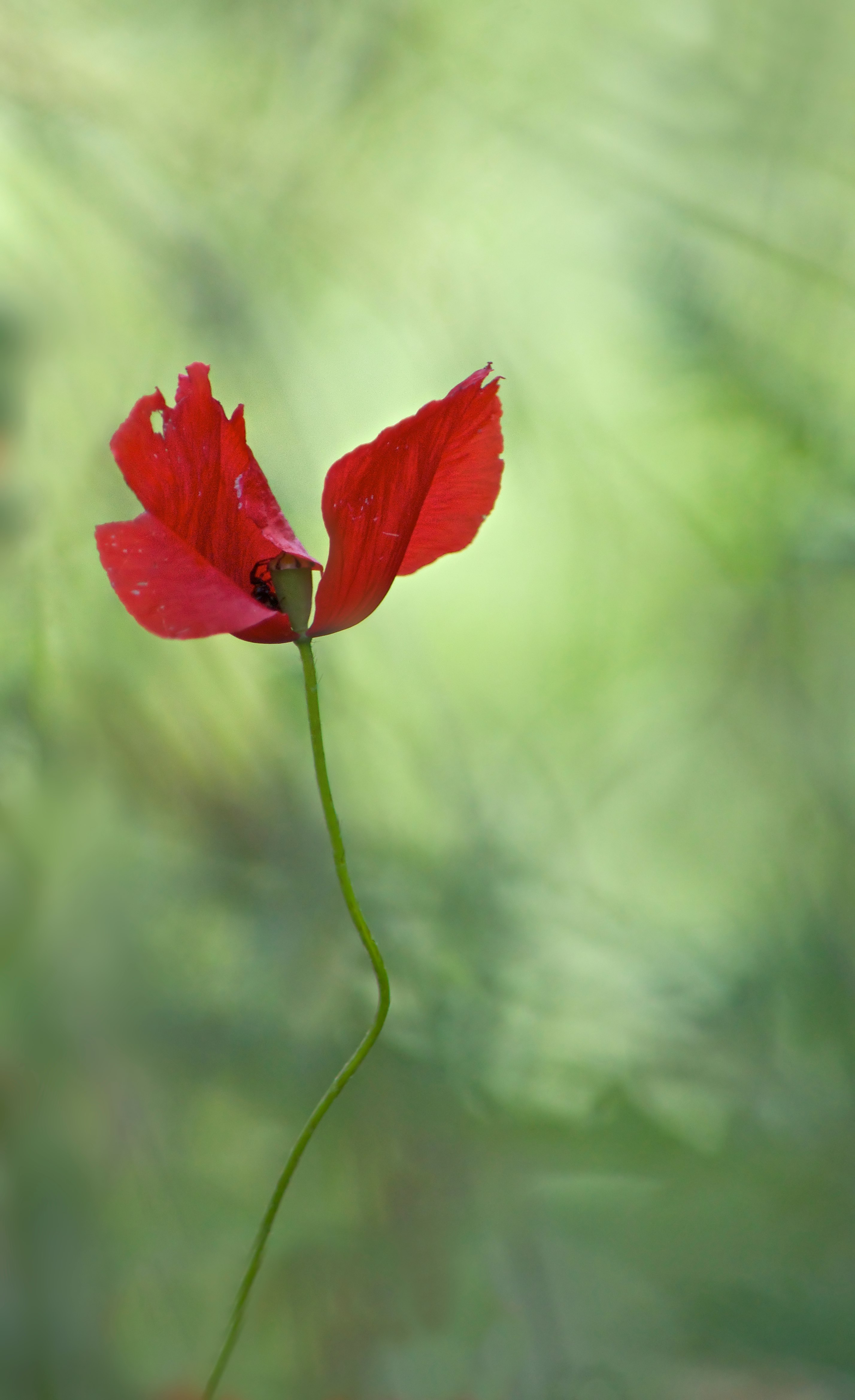 red petaled flower