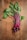A bunch of fresh beetroots with vibrant green leaves and deep red-purple stems and roots lie on a wooden surface. The wood displays a light brown color with visible grain patterns.