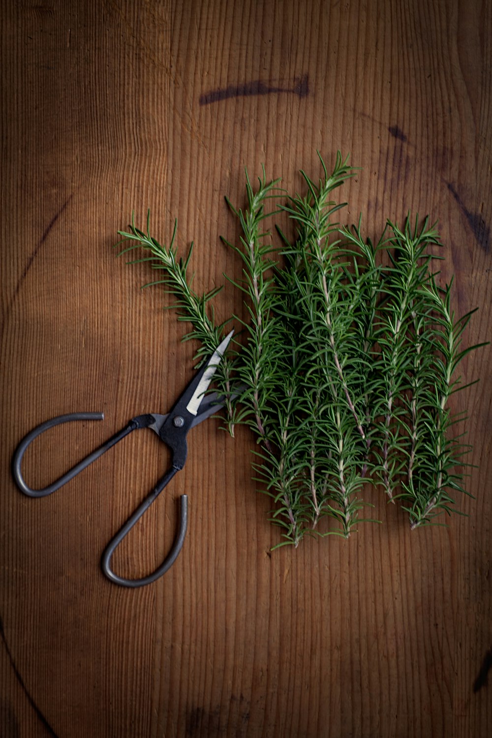 black scissor beside plant