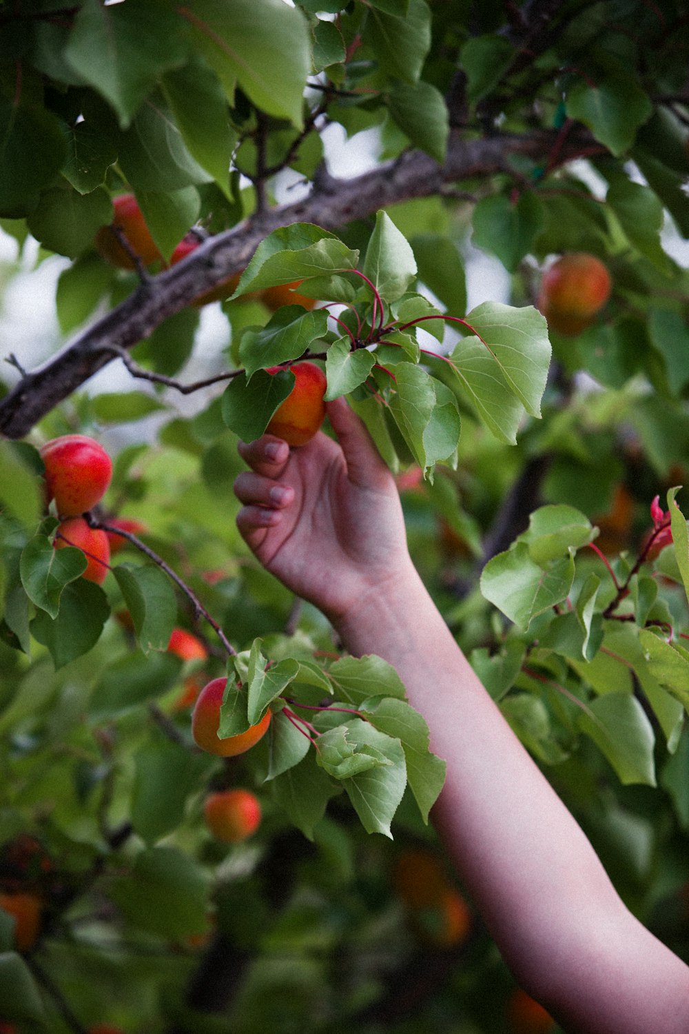 person picking red fruits