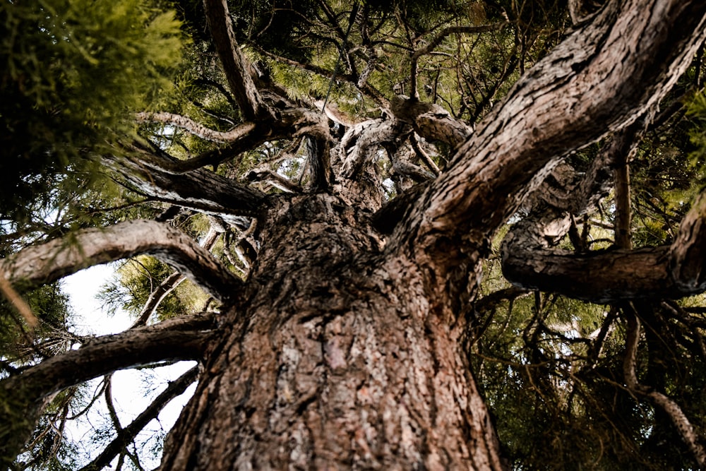 a very tall tree in the middle of a forest