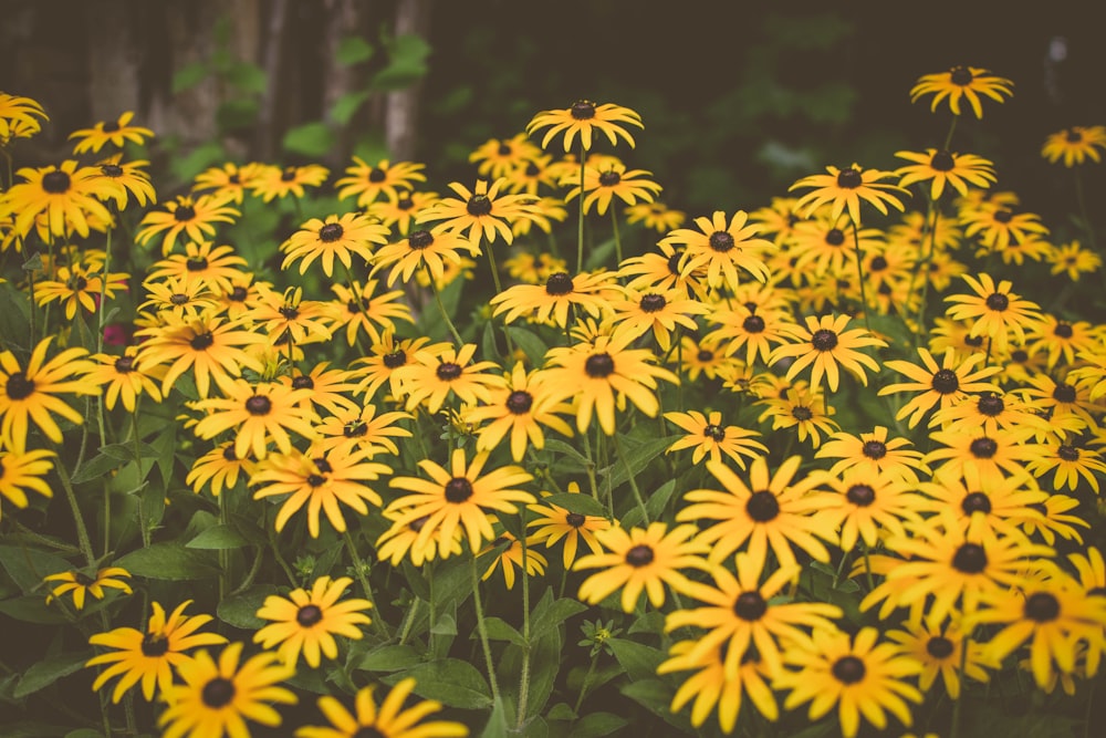 yellow daisy during daytime