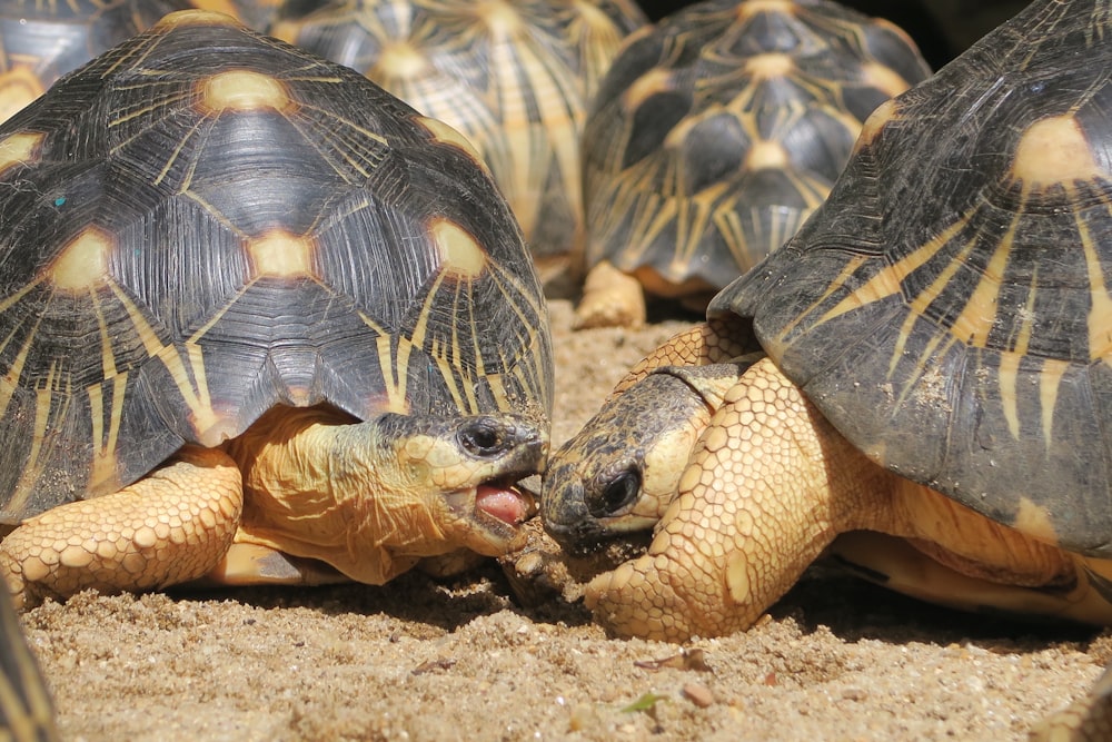 close-up photography of turtles on sand during daytime