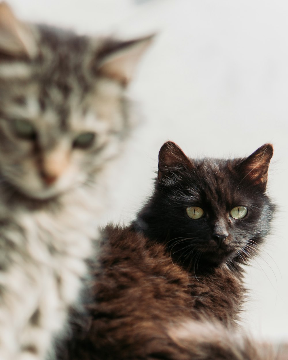 selective photo of brown cat