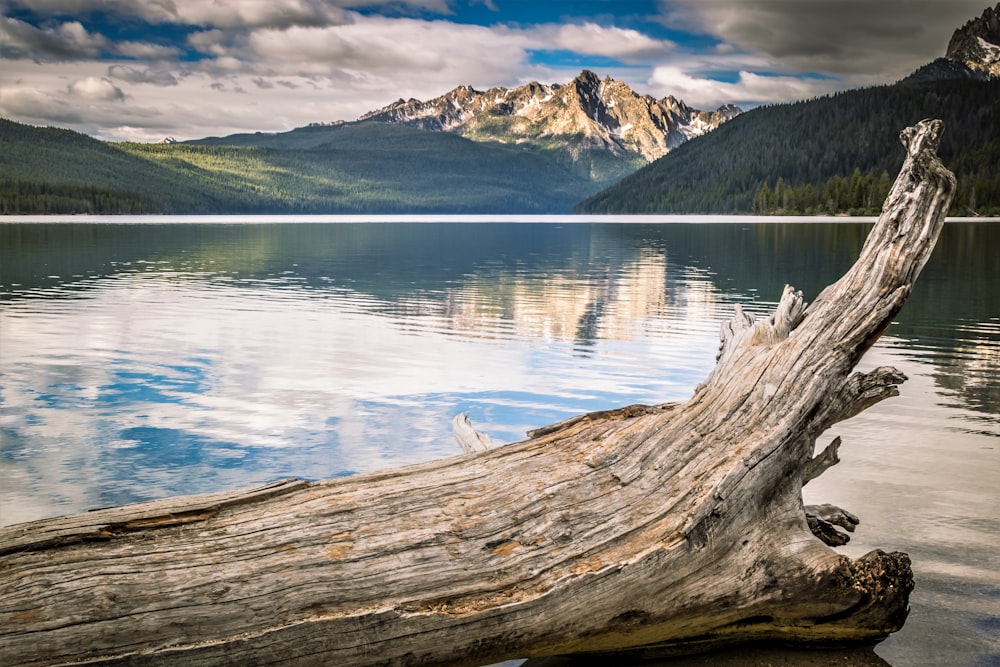 white wood log on body of water