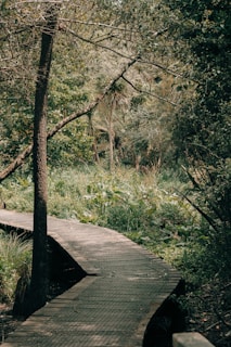 A wooden boardwalk curves gently through a lush forest area, surrounded by dense greenery. Tall trees with thick branches and various types of vegetation create a canopy overhead, providing shade. The pathway is slightly elevated, suggesting it might be used for hiking or a nature walk.