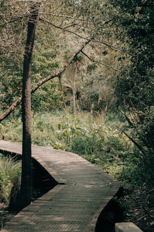 A wooden boardwalk curves gently through a lush forest area, surrounded by dense greenery. Tall trees with thick branches and various types of vegetation create a canopy overhead, providing shade. The pathway is slightly elevated, suggesting it might be used for hiking or a nature walk.