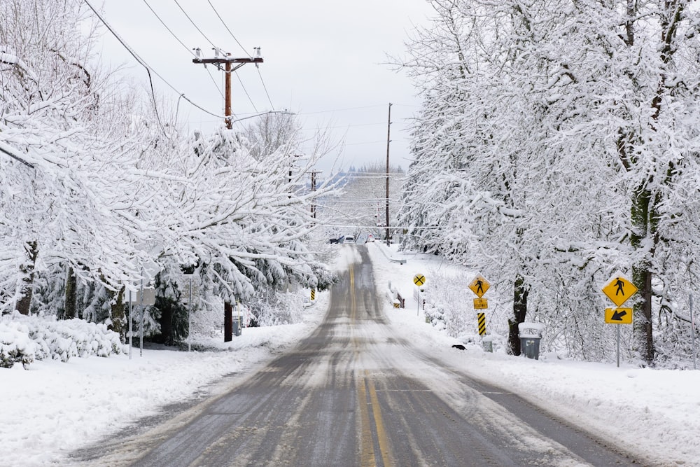 grey asphalt road between snow-covered trees during daytime