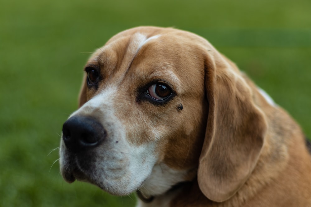 brown short coated dog with large ears dangling