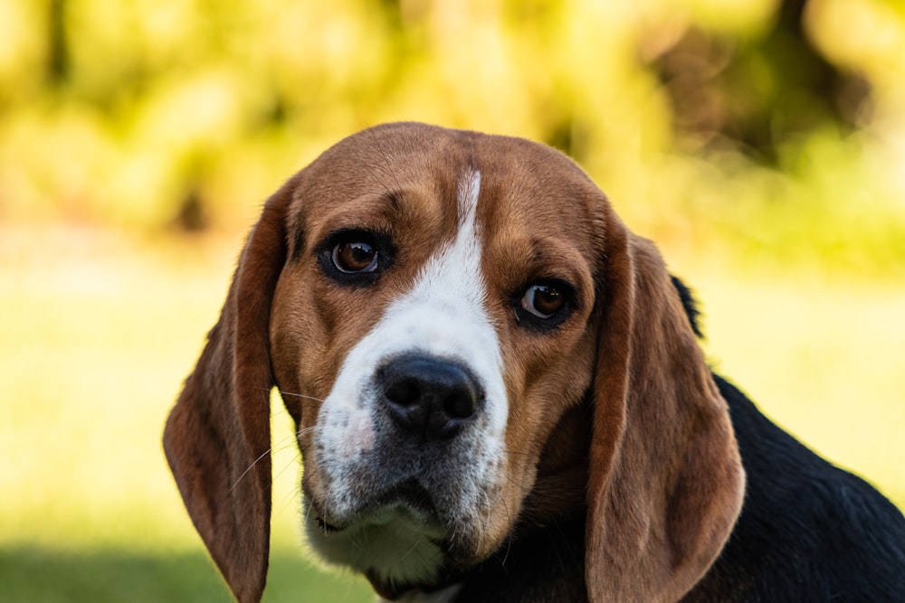 Fotografia a fuoco selettiva di un beagle tricolore adulto