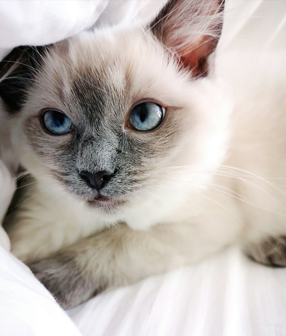 white and gray cat lying on white textile