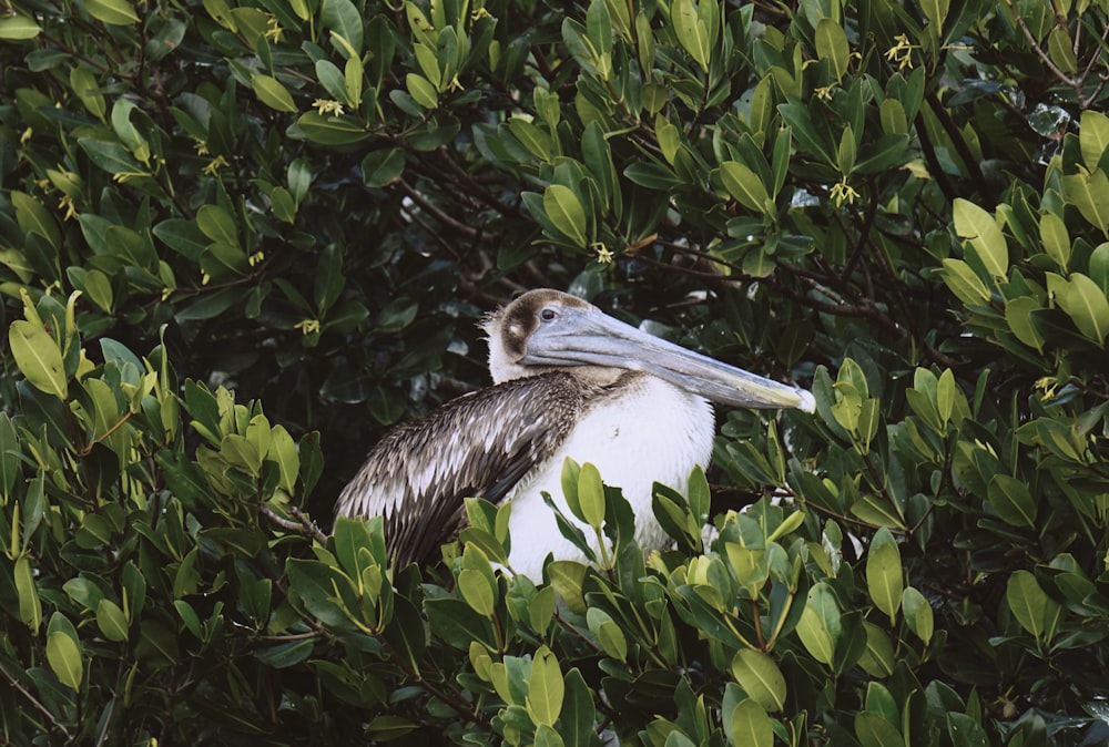 brown and white bird on green trees