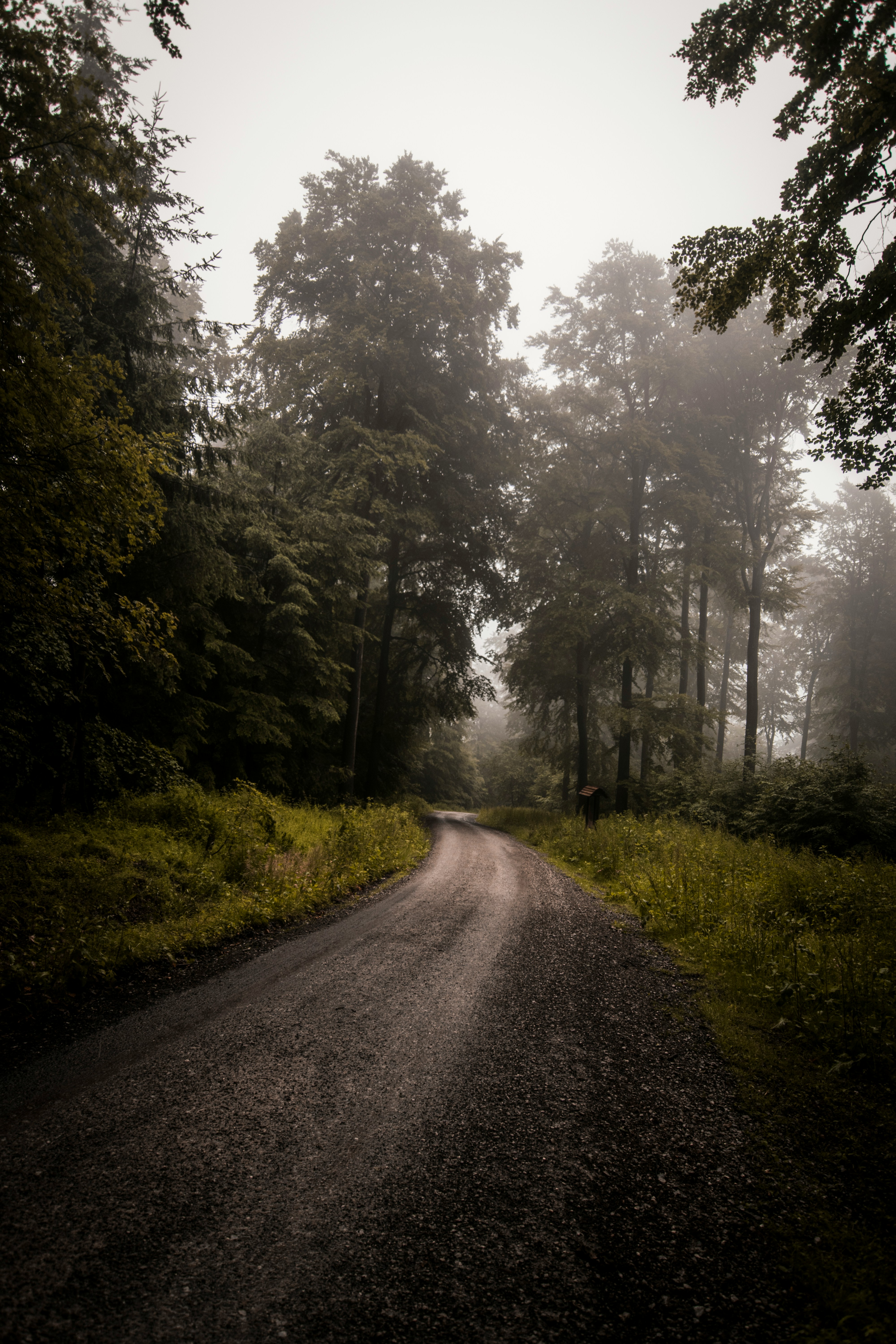 empty road front of green trees