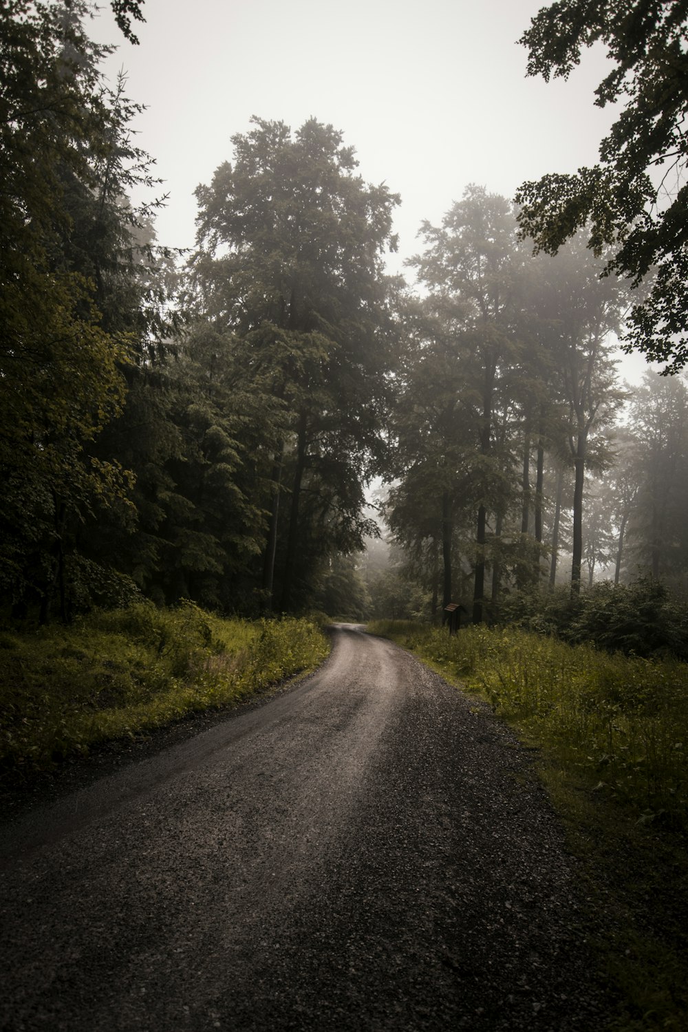 devant la route vide d’arbres verts