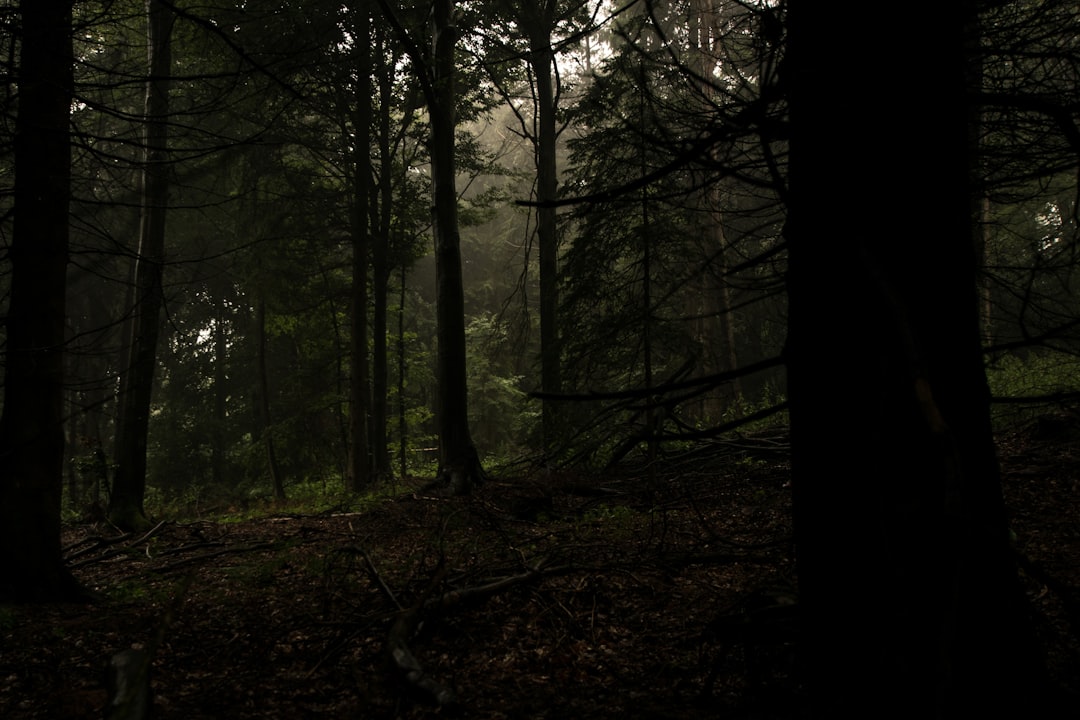 green trees on foret