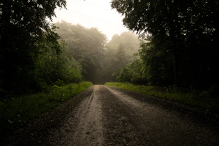 A quiet path winding through a misty forest, evoking a journey inward and discovery.