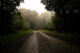 A quiet path through a misty forest at dawn