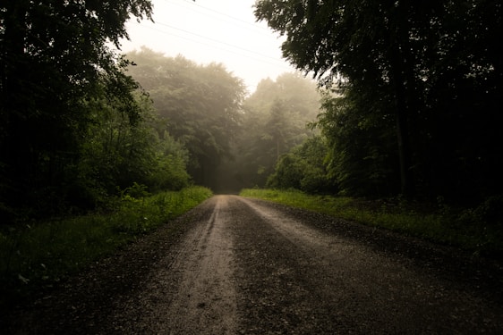 A quiet path through a misty forest at dawn
