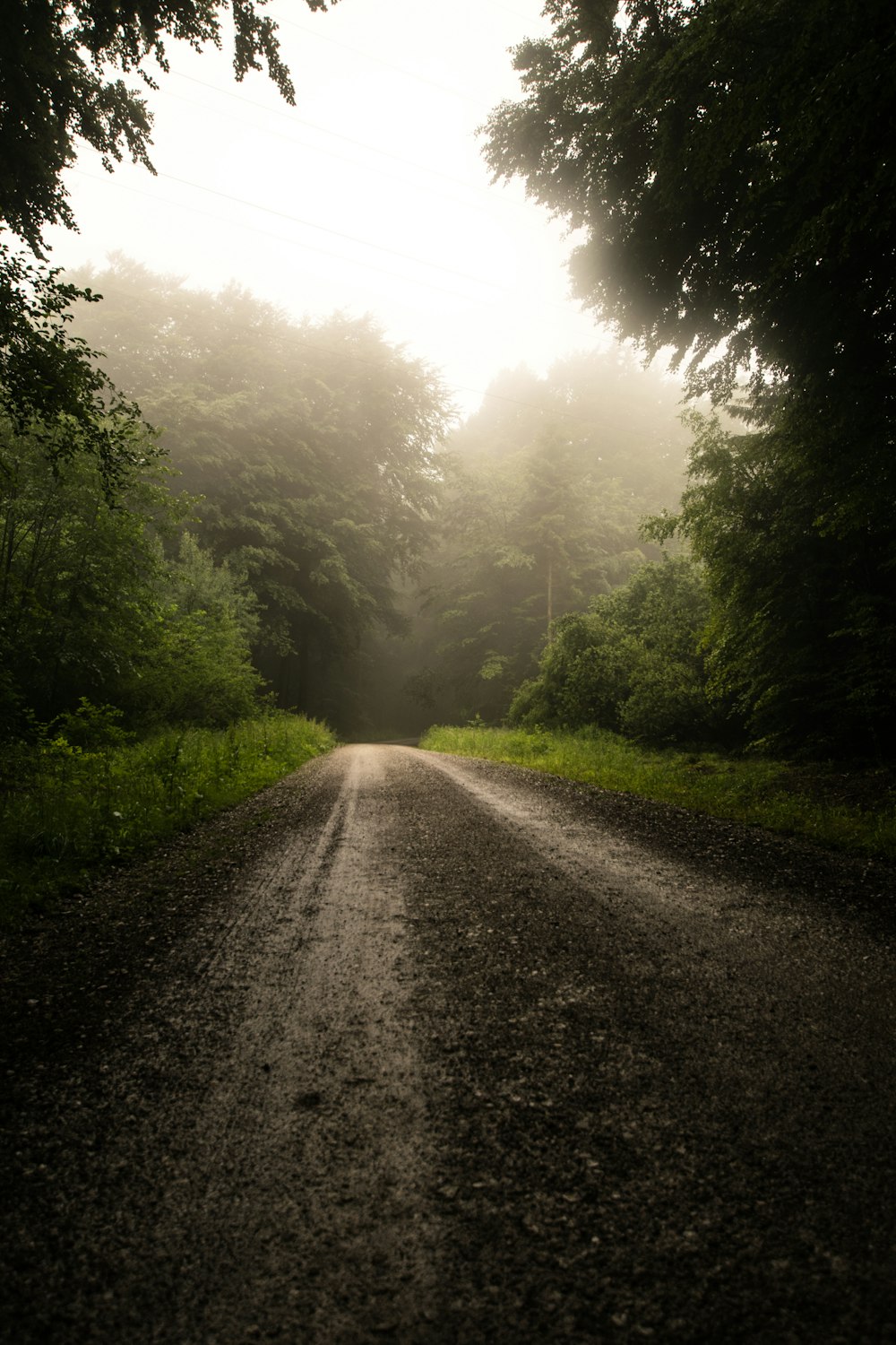 trees beside empty gray road during daytime