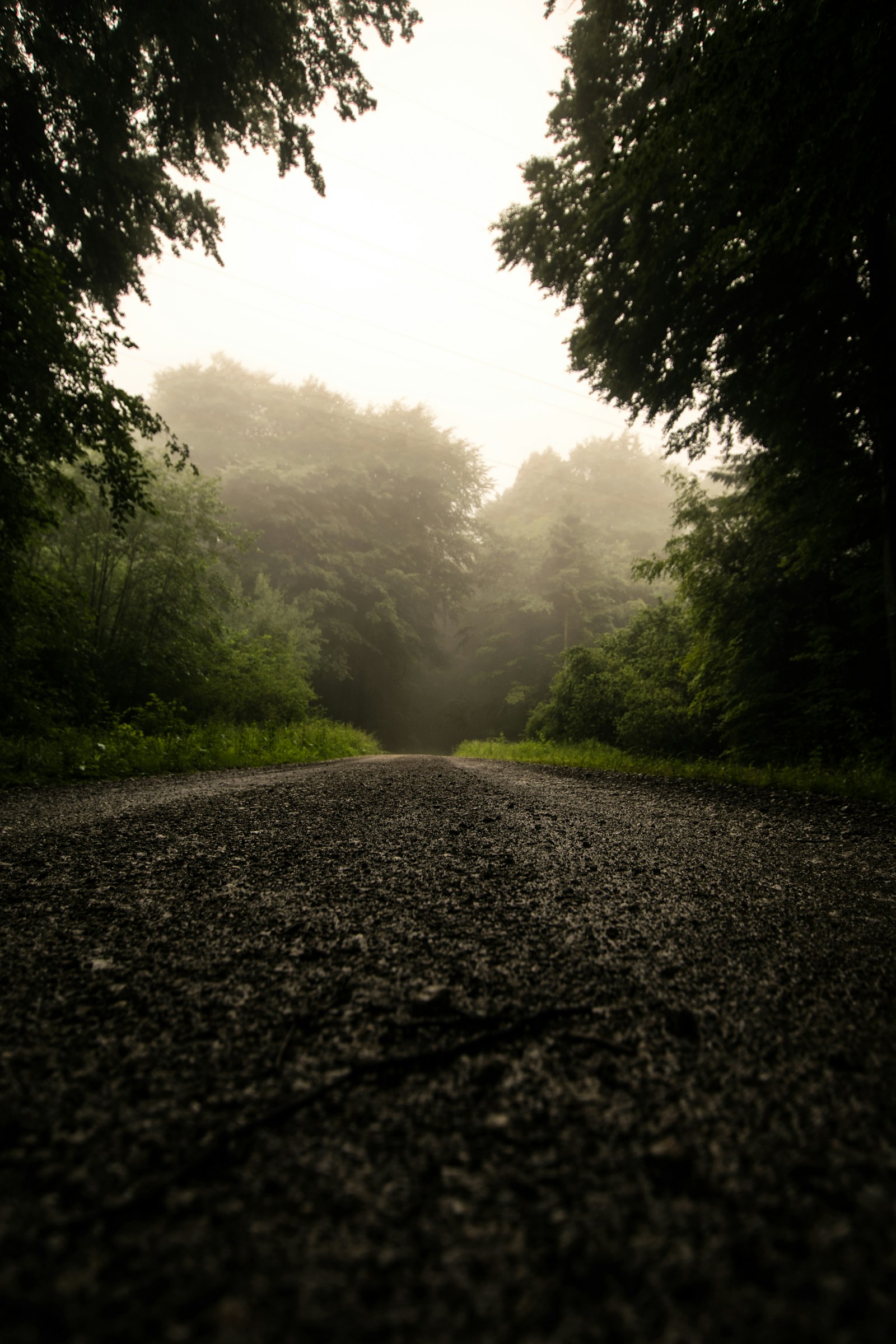 Sigma 10-20mm F3.5 EX DC HSM sample photo. Gray road between trees photography