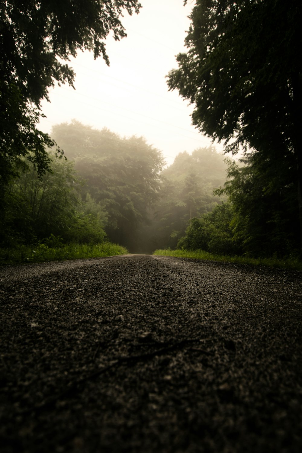 route grise entre les arbres