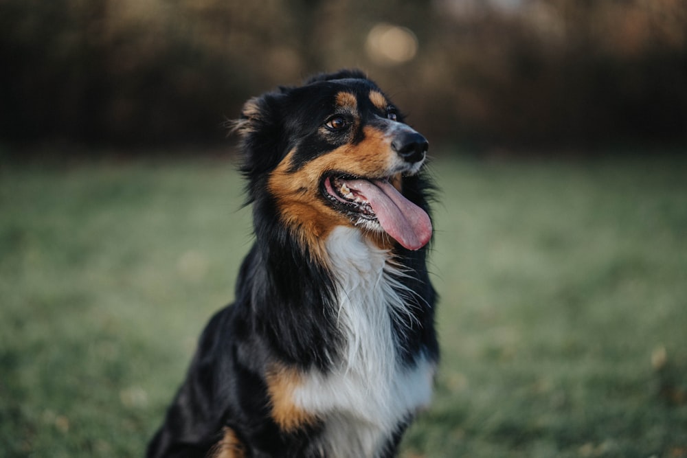 long-coated black and white dog standing on green grass