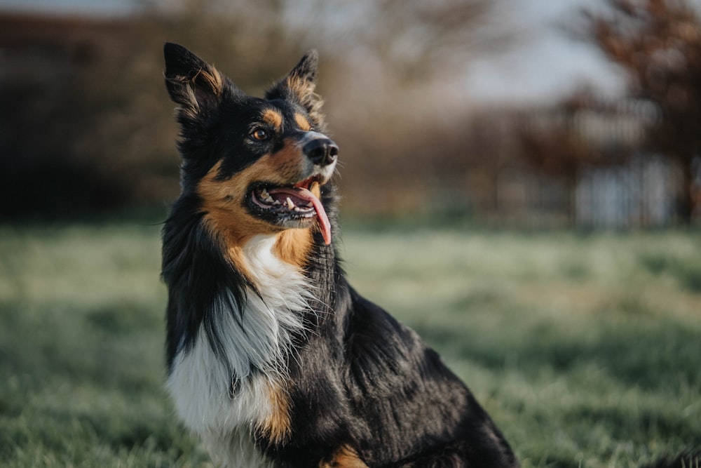 long-coated black and brown dog on green grass field