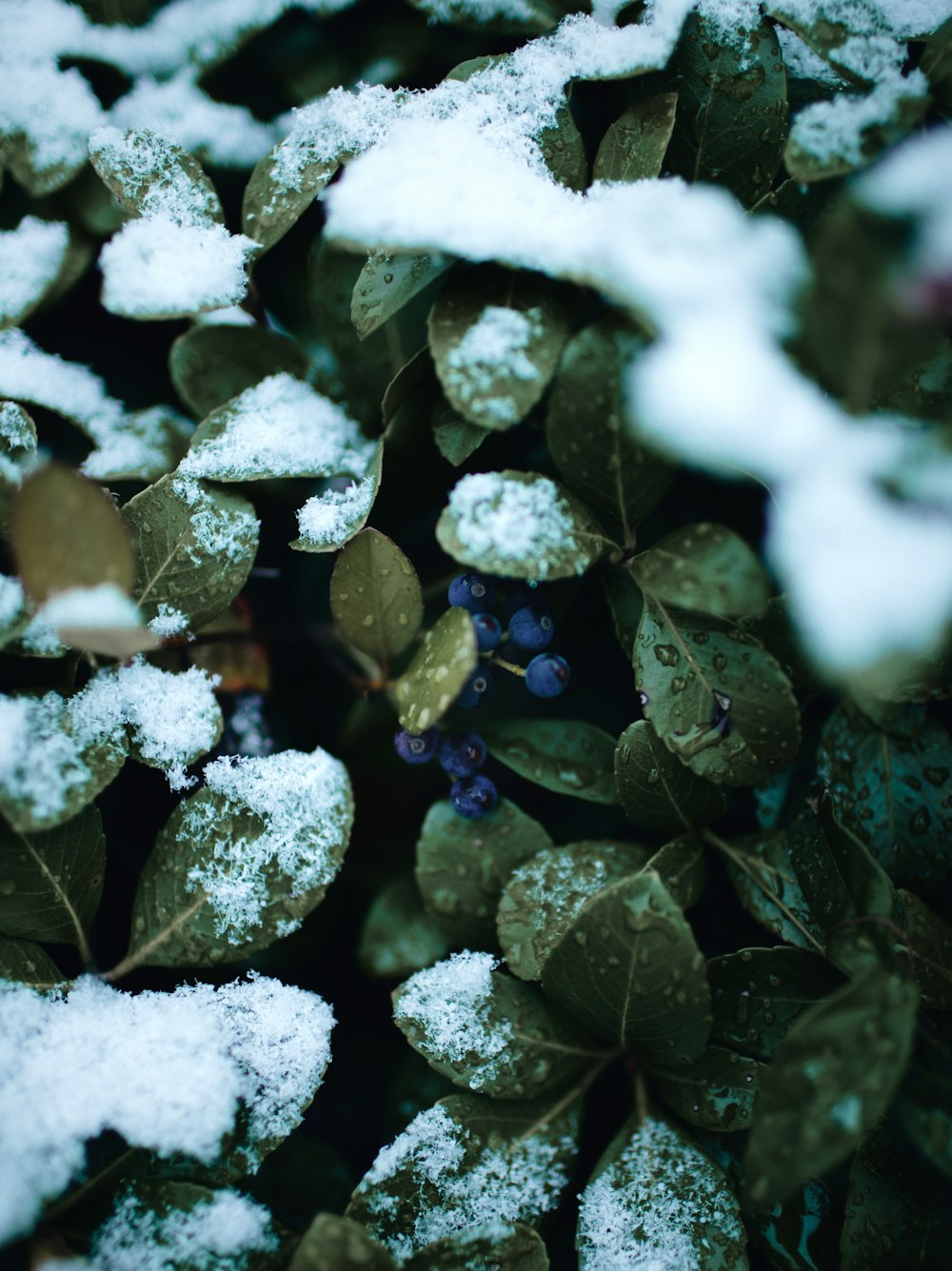 雪に覆われた緑の葉の植物