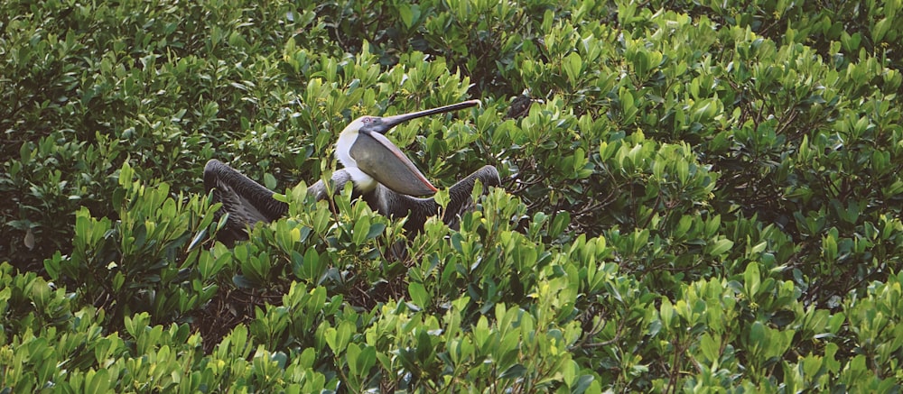 porches d’oiseaux blancs et noirs sur la branche d’arbre pendant la journée