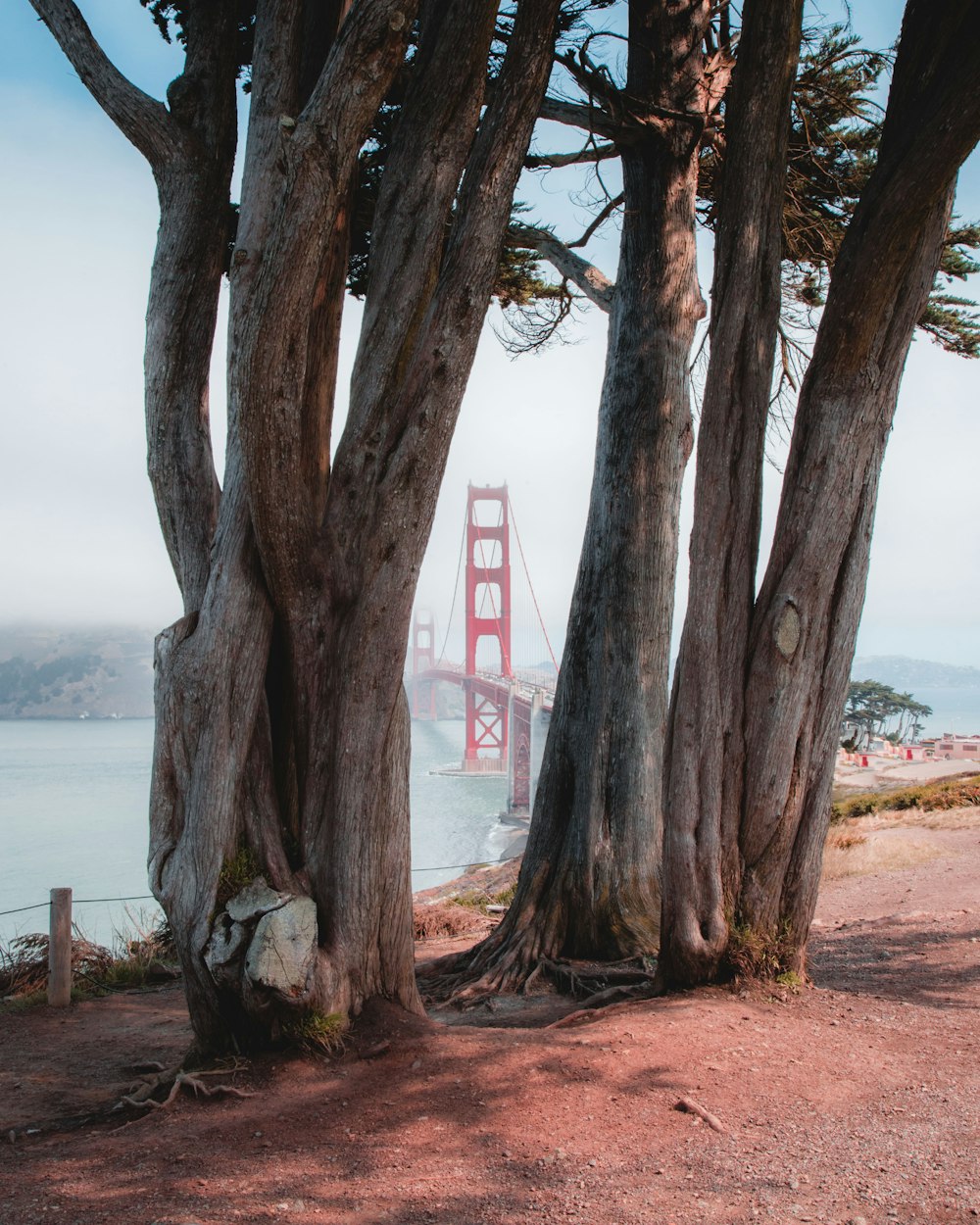 trees near bridge during daytime