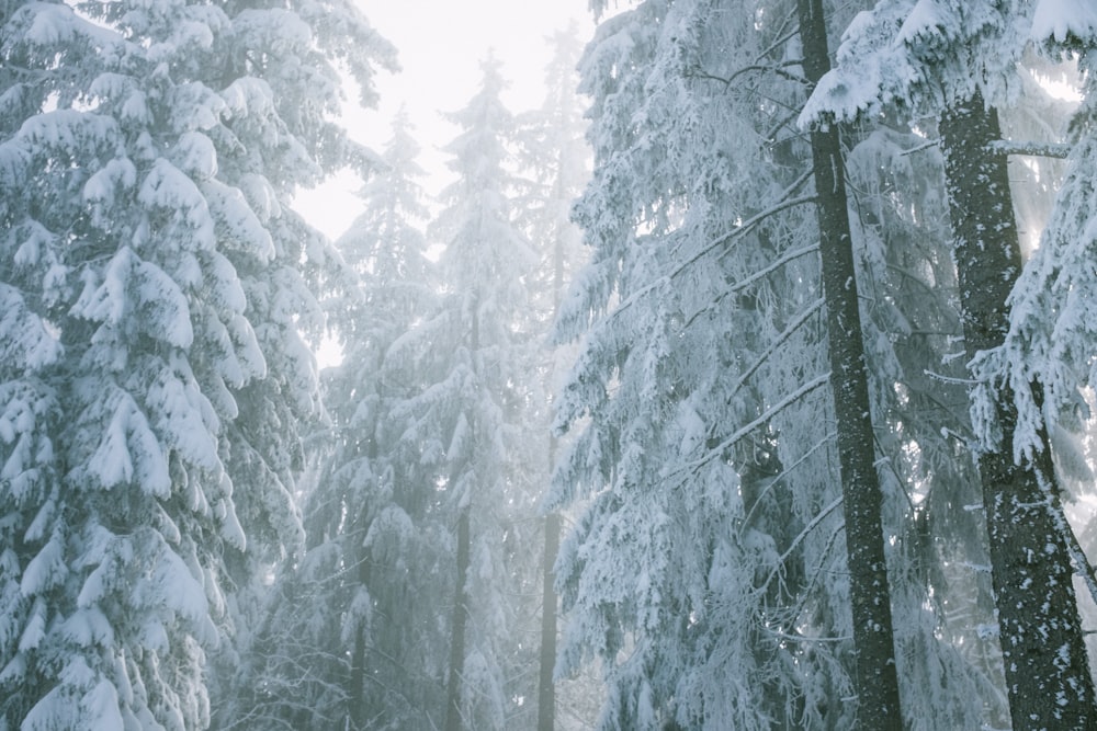 snow covered pine trees during daytime