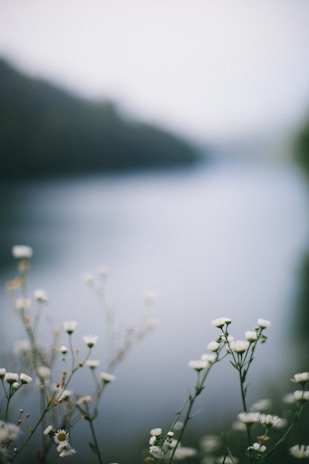 A serene landscape photo where the right edge blurs gently beyond the frame's boundary.