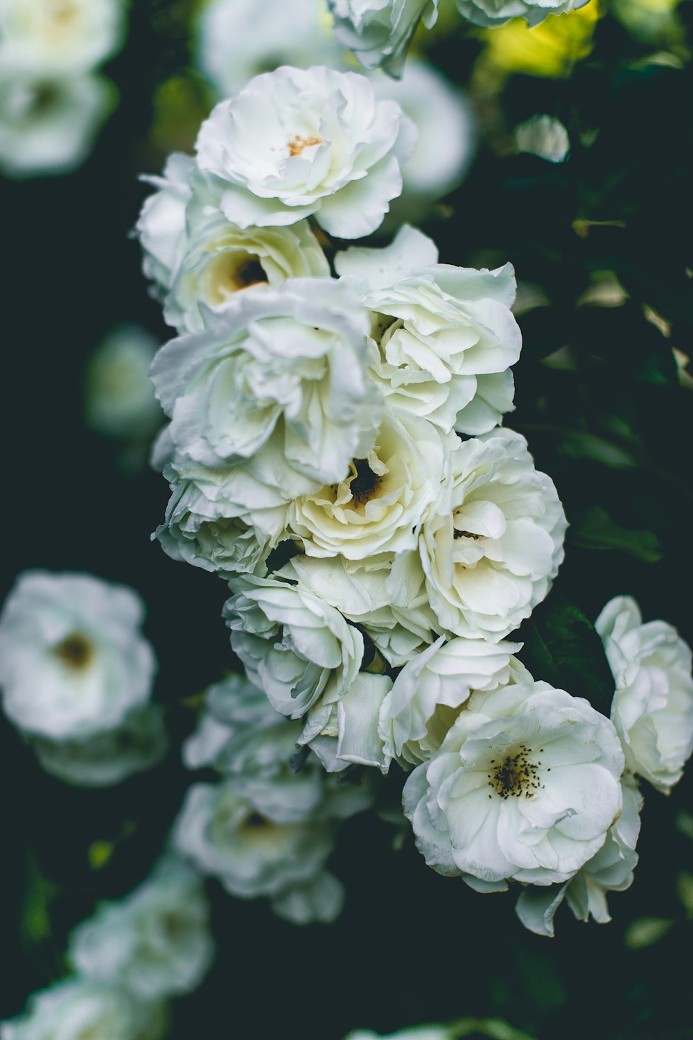 Fotografía de primer plano de floración de flores de pétalos blancos
