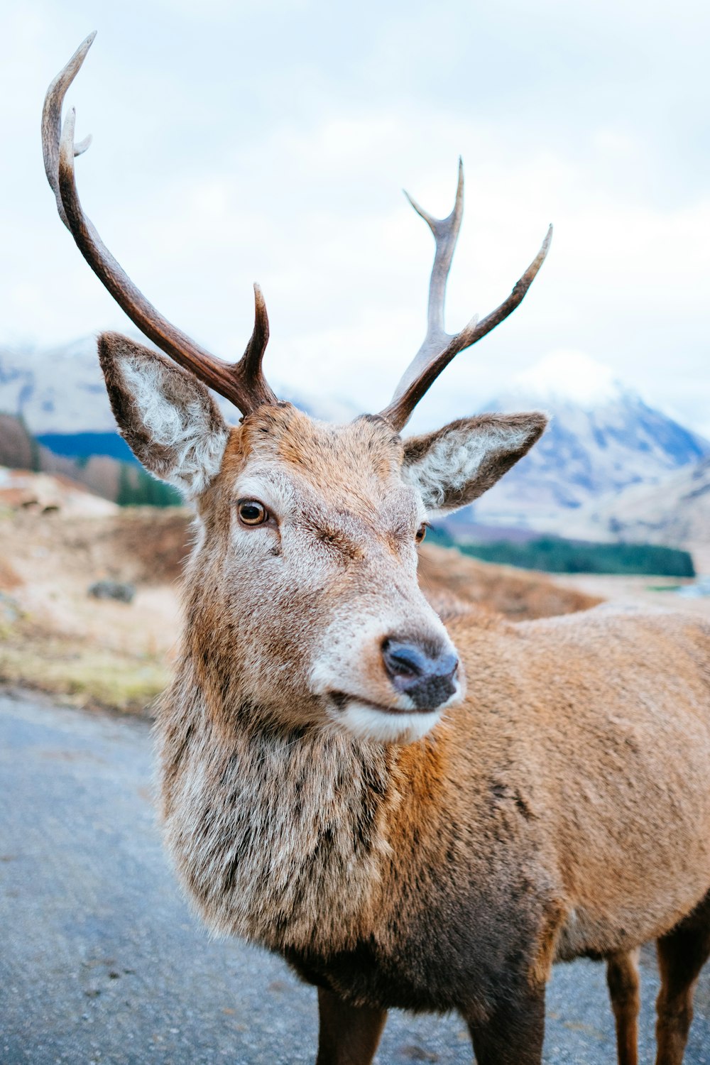 close-up photography of deer