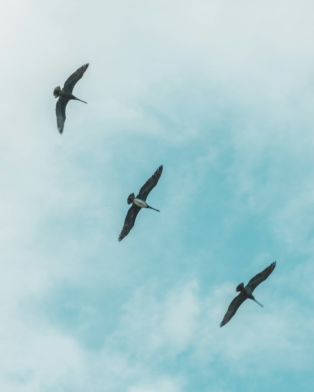 trois oiseaux volant dans les airs pendant la journée